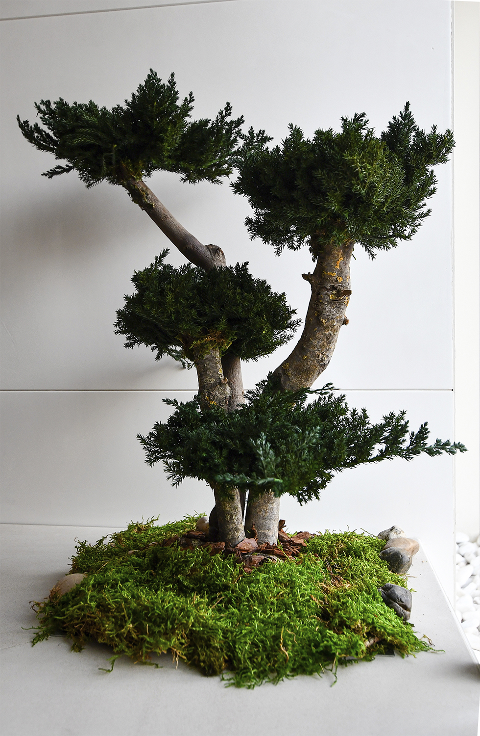 07_Local_Juber_decoración_2024VI